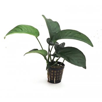 ANUBIAS - ANUBIAS BARTERI var. BARTERI L.